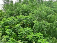 تعمل شركة Tiruchi على تعزيز مسيرتها الخضراء في غابات مياواكي
| itg-ar.com تعمل شركة Tiruchi على تعزيز مسيرتها الخضراء في غابات مياواكي
| itg-ar.com