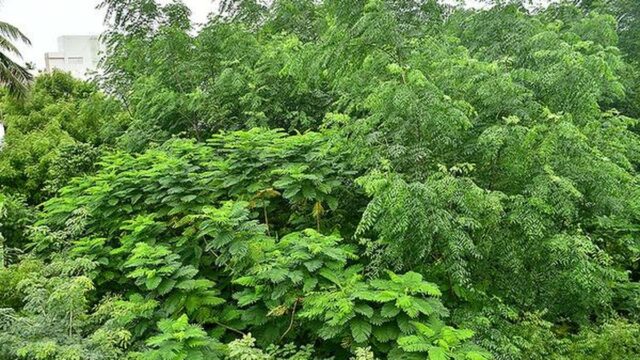 تعمل شركة Tiruchi على تعزيز مسيرتها الخضراء في غابات مياواكي
| itg-ar.com