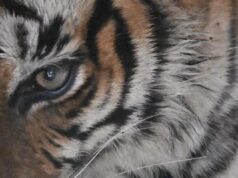 تم تشكيل SIT للتحقيق في الموت المفاجئ لـ Dudhwa Tigress ؛ NTCA تسعى للحصول على تقرير
| itg-ar.com تم تشكيل SIT للتحقيق في الموت المفاجئ لـ Dudhwa Tigress ؛ NTCA تسعى للحصول على تقرير
| itg-ar.com