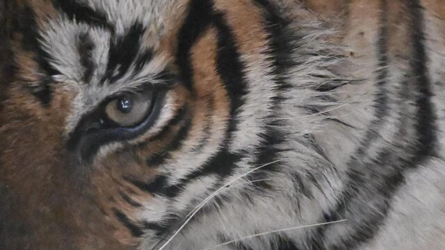 تم تشكيل SIT للتحقيق في الموت المفاجئ لـ Dudhwa Tigress ؛ NTCA تسعى للحصول على تقرير
| itg-ar.com