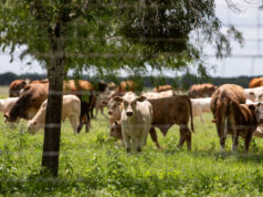 ذباب الدودة الحلزونية يزيد من مشاكل مربي الماشية
| itg-ar.com ذباب الدودة الحلزونية يزيد من مشاكل مربي الماشية
| itg-ar.com