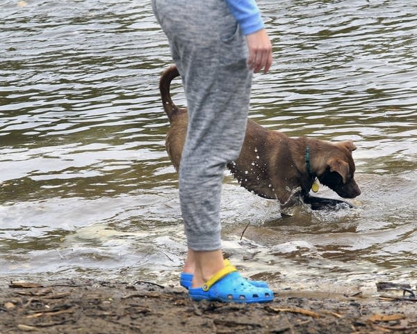 سيتم إغلاق حديقة Minnehaha للكلاب خارج المقود في مينيابوليس بحلول سيتم إغلاق حديقة Minnehaha للكلاب خارج المقود في مينيابوليس بحلول نهاية العام
| itg-ar.com