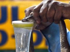 كيف تدفع لدغات الثعابين الأسر الريفية إلى مزيد من الفقر
| itg-ar.com كيف تدفع لدغات الثعابين الأسر الريفية إلى مزيد من الفقر
| itg-ar.com