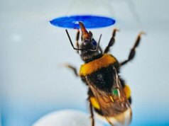 يقوم النحل الطنان بحل مهام التلاعب بالأشياء تلقائيًا دون تدريب مسبق
| itg-ar.com يقوم النحل الطنان بحل مهام التلاعب بالأشياء تلقائيًا دون تدريب مسبق
| itg-ar.com