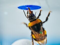 يمتلك النحل الطنان أدمغة صغيرة ولكن يمكنه حل مشاكل مثل الشمبانزي والفيلة
| itg-ar.com يمتلك النحل الطنان أدمغة صغيرة ولكن يمكنه حل مشاكل مثل الشمبانزي والفيلة
| itg-ar.com
