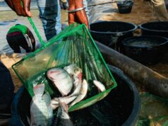 Could fish be a secret ingredient for rice farmers to avoid disease and make more money? | itg-ar.com Could fish be a secret ingredient for rice farmers to avoid disease and make more money? | itg-ar.com