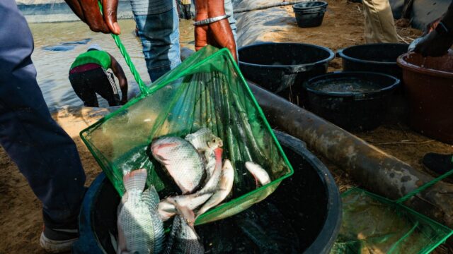 Could fish be a secret ingredient for rice farmers to Could fish be a secret ingredient for rice farmers to avoid disease and make more money? | itg-ar.com