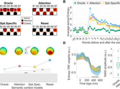 EEG shows brain can simultaneous encode two speech streams | itg-ar.com EEG shows brain can simultaneous encode two speech streams | itg-ar.com