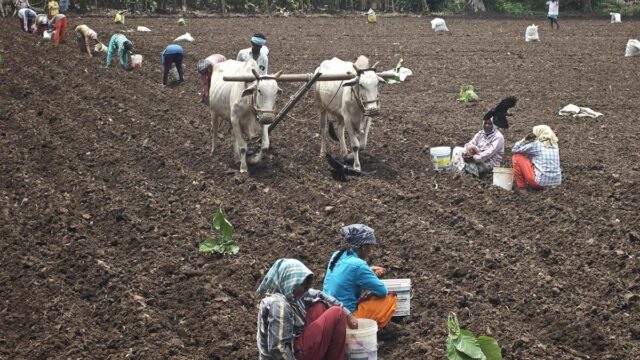 آفاق زراعة الخريف تصبح قاتمة في تيلانجانا مع فشل الرياح الموسمية
| itg-ar.com