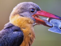 التصوير الفوتوغرافي لسبب ما: كيف يلهم تصوير الحياة البرية دعم الطبيعة
| itg-ar.com التصوير الفوتوغرافي لسبب ما: كيف يلهم تصوير الحياة البرية دعم الطبيعة
| itg-ar.com