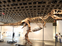 بيع T. Rex Fossil مقابل 50.1 مليون دولار، مما يعيد الملك إلى القمة مرة أخرى
| itg-ar.com بيع T. Rex Fossil مقابل 50.1 مليون دولار، مما يعيد الملك إلى القمة مرة أخرى
| itg-ar.com