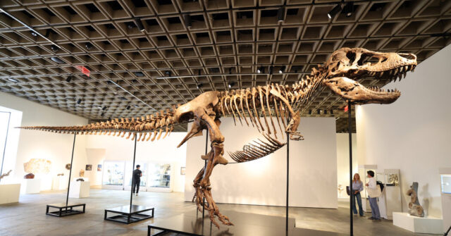 بيع T. Rex Fossil مقابل 50.1 مليون دولار، مما يعيد بيع T. Rex Fossil مقابل 50.1 مليون دولار، مما يعيد الملك إلى القمة مرة أخرى
| itg-ar.com
