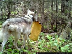 تم إغلاق مخيم Isle Royale مؤقتًا بسبب الذئب “الجريء بشكل متزايد”.
| itg-ar.com تم إغلاق مخيم Isle Royale مؤقتًا بسبب الذئب "الجريء بشكل متزايد".
| itg-ar.com