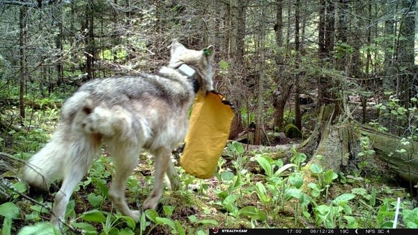 تم إغلاق مخيم Isle Royale مؤقتًا بسبب الذئب "الجريء بشكل تم إغلاق مخيم Isle Royale مؤقتًا بسبب الذئب "الجريء بشكل متزايد".
| itg-ar.com
