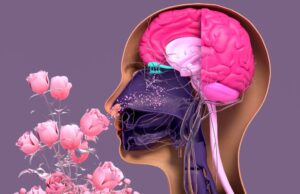 عندما تختفي القدرة على الشم
| itg-ar.com عندما تختفي القدرة على الشم
| itg-ar.com