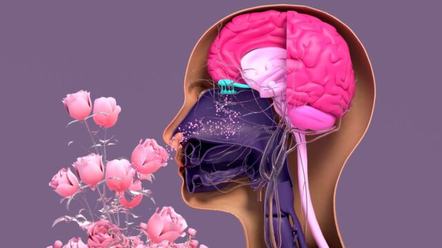 عندما تختفي القدرة على الشم
| itg-ar.com